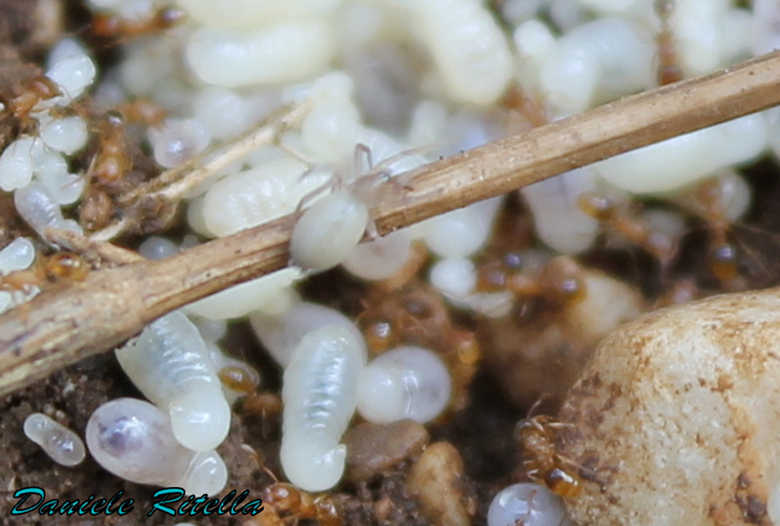 Intruso in un formicaio: Gnaphosidae